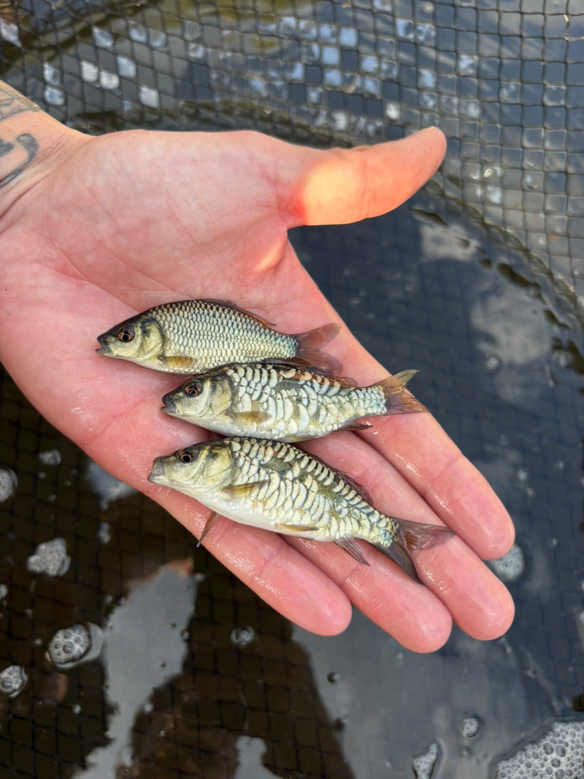 Kleine karpertjes volschub , schubkarper en spiegelkarpers, Dieren en Toebehoren, Karper of Koi