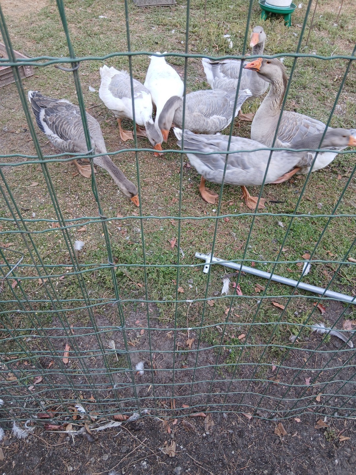 ganzen, Animaux & Accessoires, Volatiles