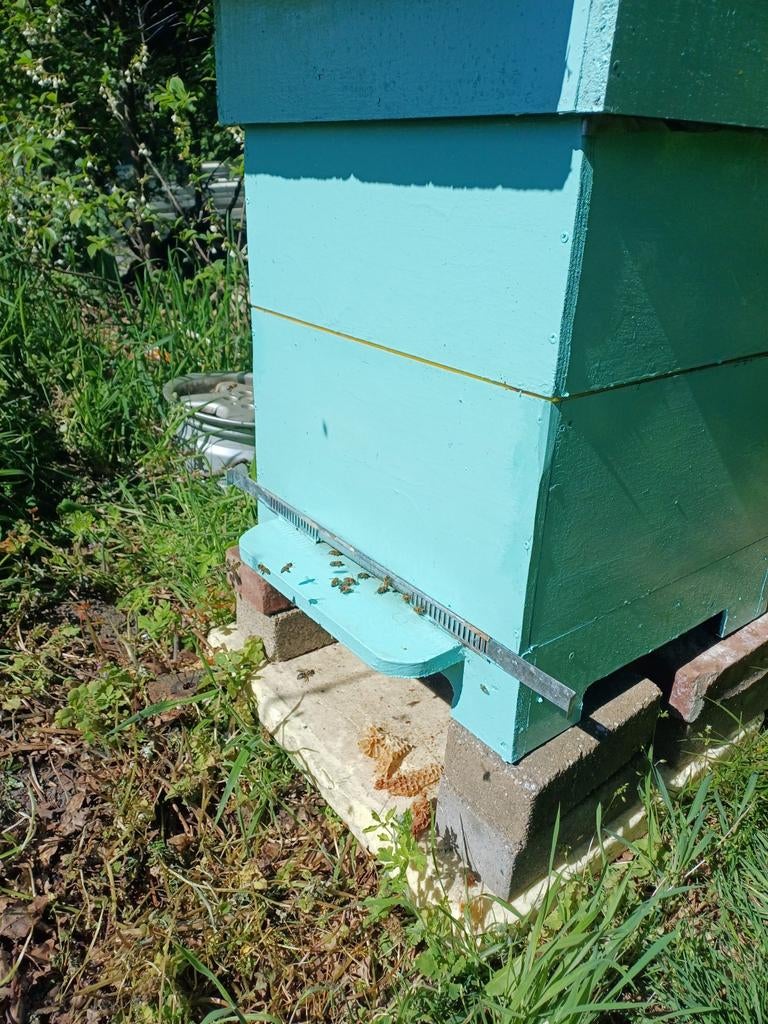 Colonies d'abeilles