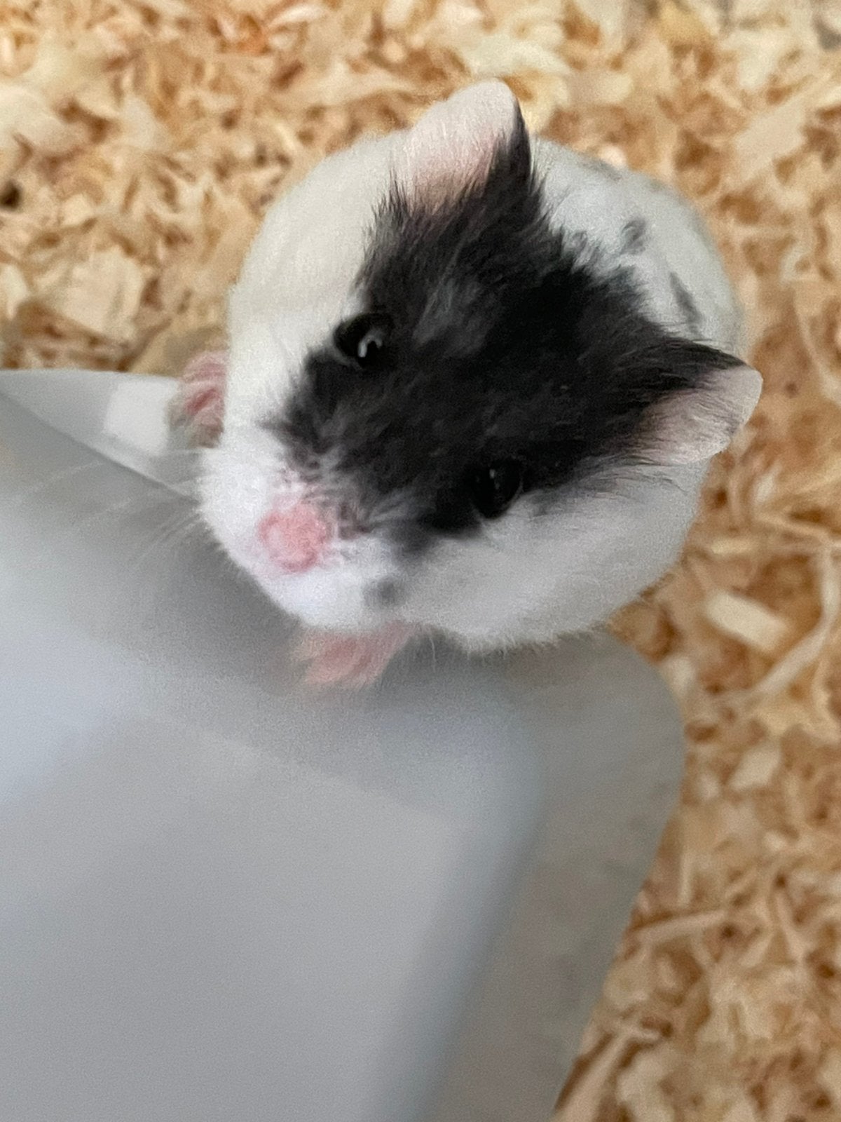 Hamster, Animaux & Accessoires, Rongeurs, Hamster, Février, Domestique, Femelle