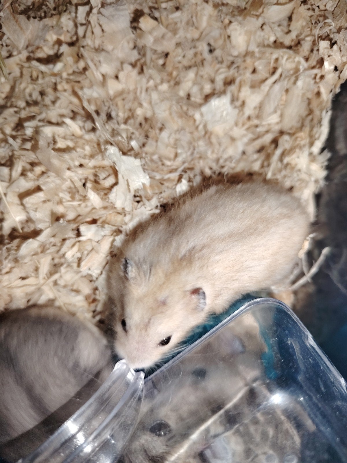 Hamsters nains apprivoisés à la main, Mai
