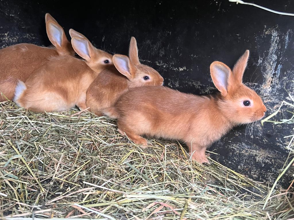 Vaal van Bourgondië / fauve de Bourgogne, Dieren en Toebehoren, Konijnen