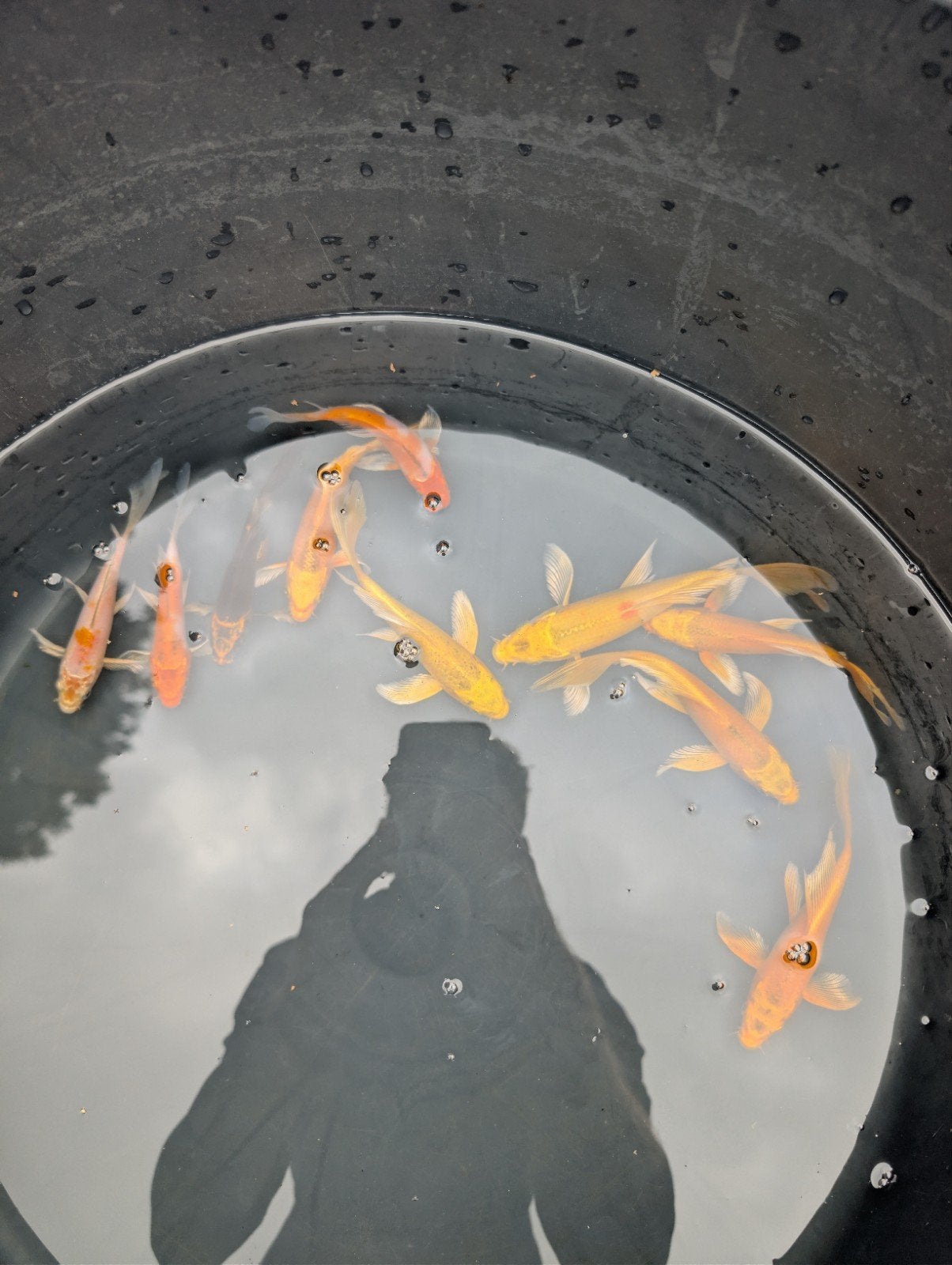 Japanse butterfly koi's van 12-15cm, Dieren en Toebehoren, Karper of Koi