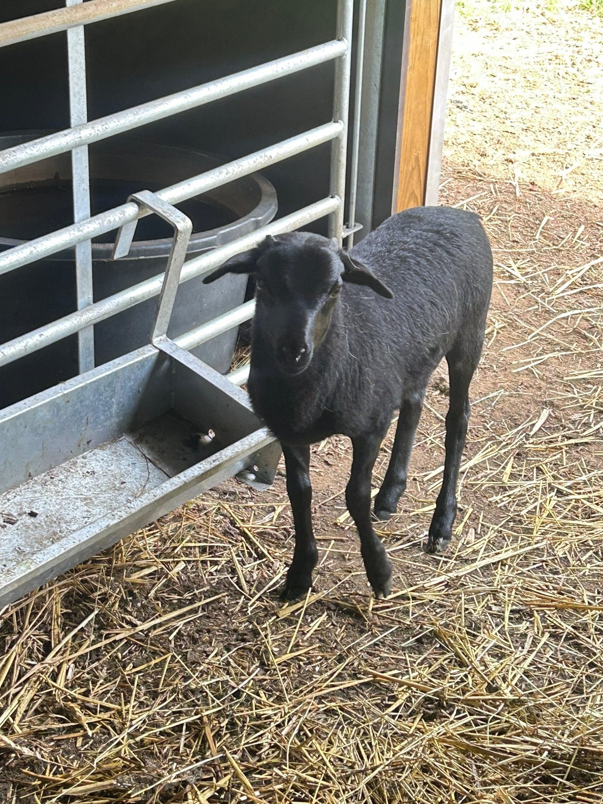 Zwart kameroen lam (ram), Mâle, Mouton, 0 à 2 ans