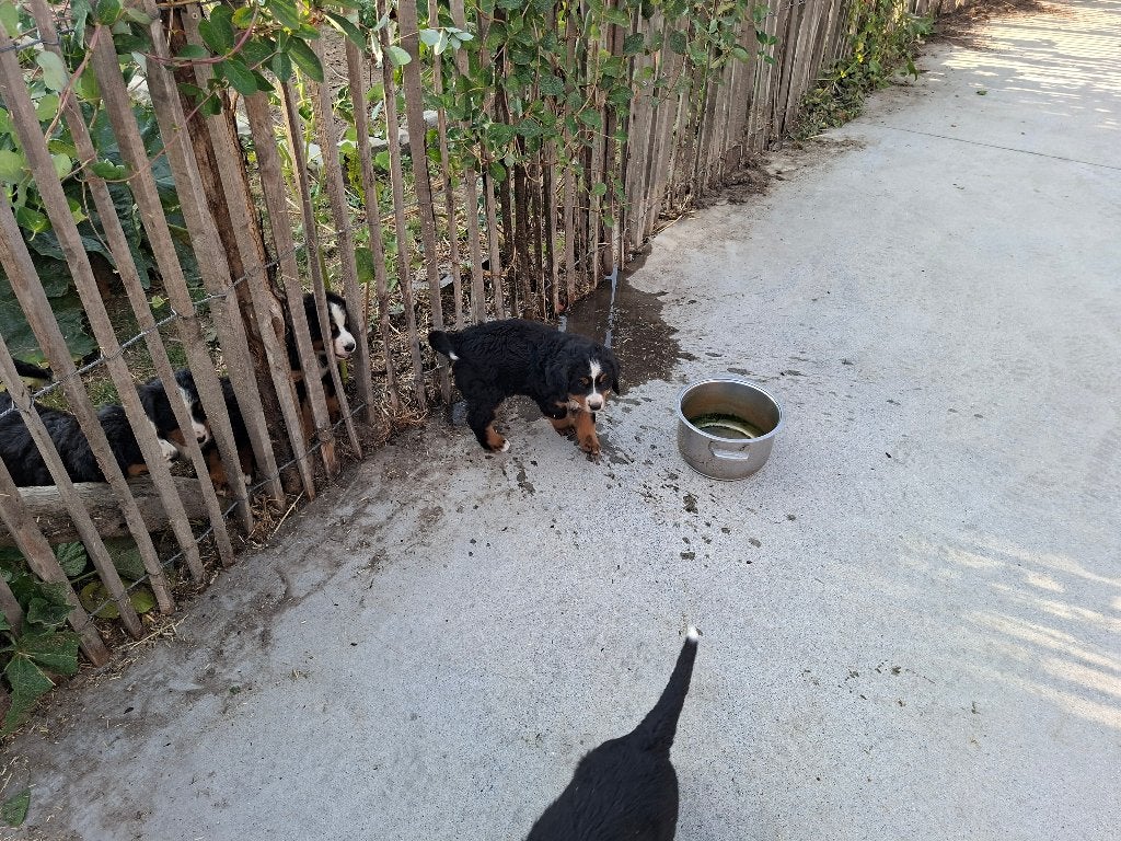 Berner sennen, Dieren en Toebehoren, België, Fokker | Hobbymatig, Reu, 8 tot 15 weken