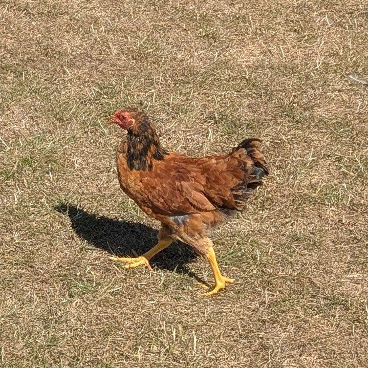 2 jonge hanen Wyandotte kriel gratis af te halen, Mâle, Poule ou poulet
