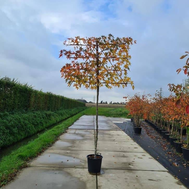 Lei Amberboom | Liquidambar Leiboom van BetuweBomen