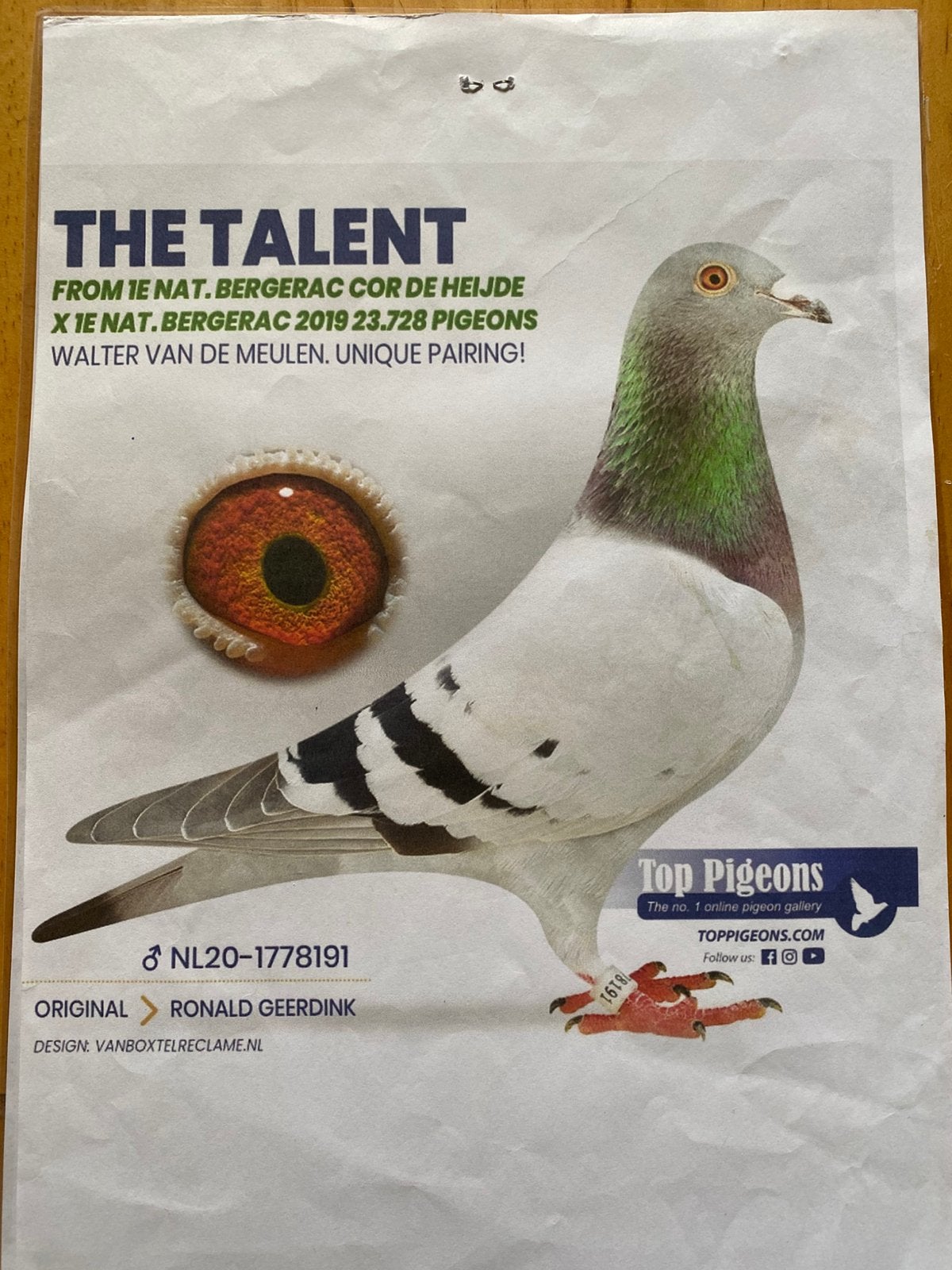 Cor de Heijde doffer “het talent”, Dieren en Toebehoren, Mannelijk, Postduif