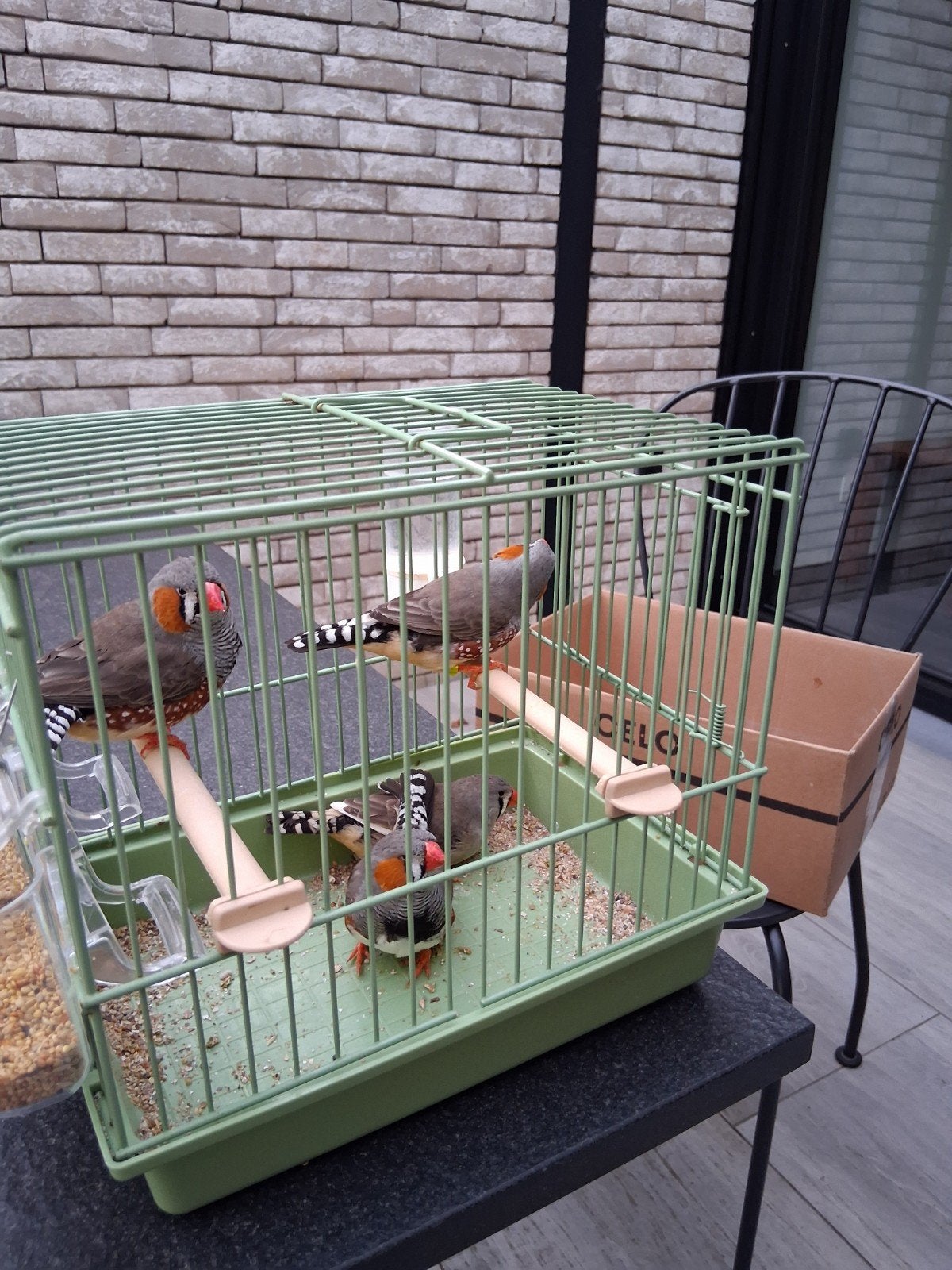 grote zebravinken, Meerdere dieren, Tropenvogel