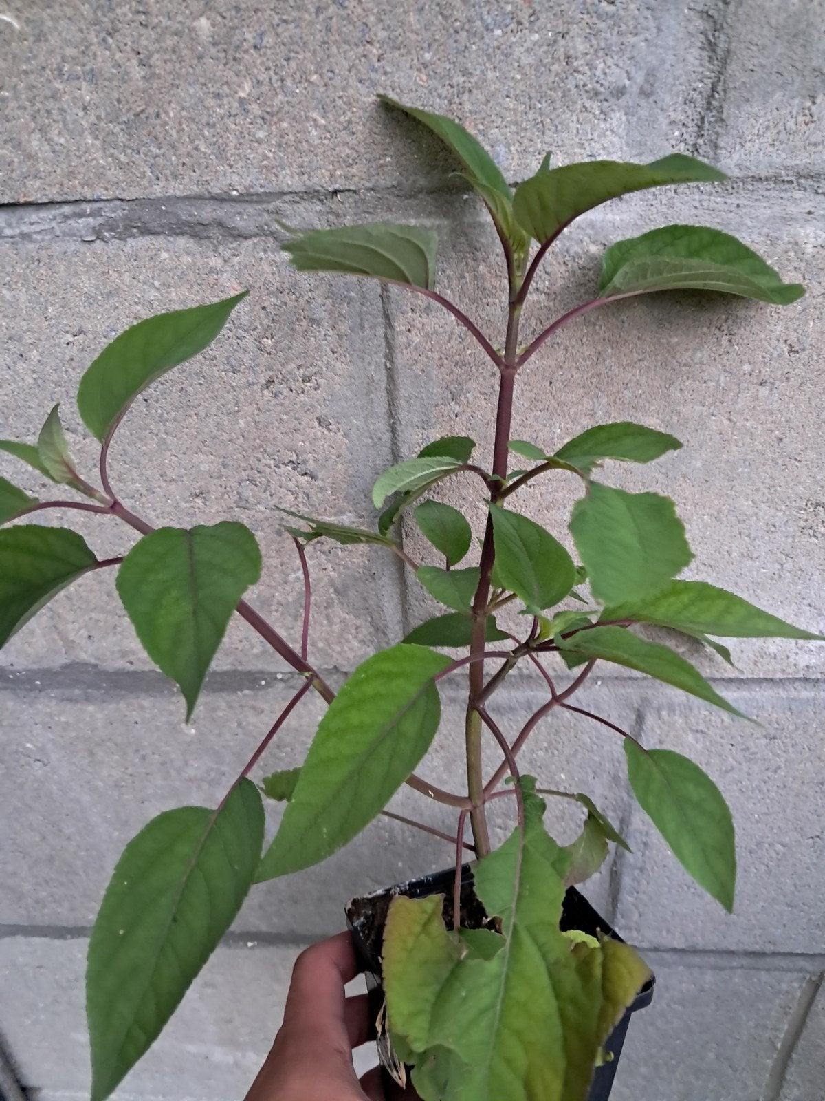 Salvia invo. 'Bethelii", Ophalen