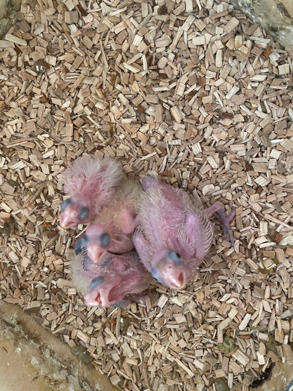 Valkparkieten, Dieren en Toebehoren, Vogels | Parkieten en Papegaaien, Geslacht onbekend, Parkiet