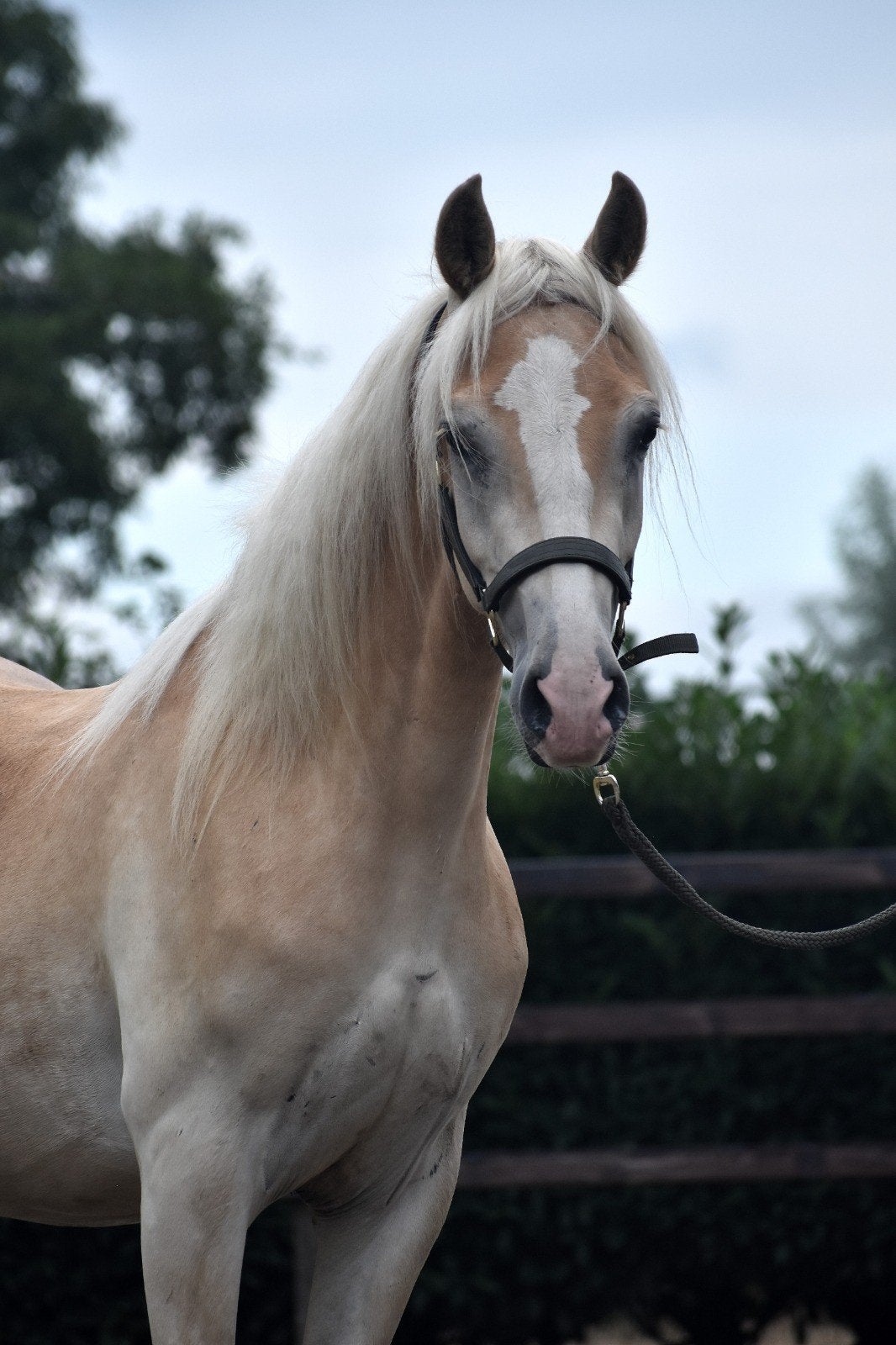 ***Hele leuke en lieve 3 jarige haflinger ruin**, Dieren en Toebehoren, Paarden, Gechipt, Minder dan 160 cm, Ruin, 3 tot 6 jaar