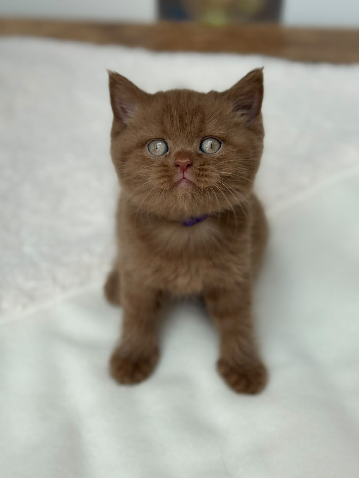 Brits korthaar Latent DBE cinnamon, Meerdere dieren, Met stamboom, 0 tot 2 jaar