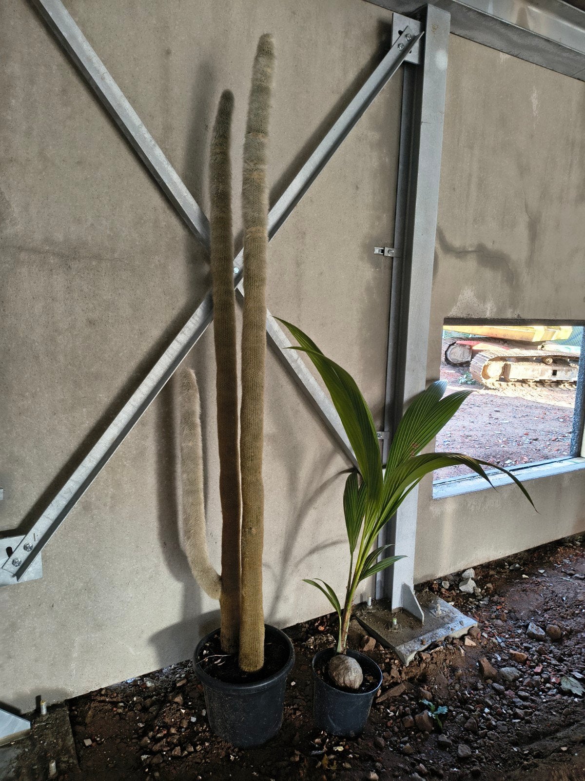WINTEROPRUIMING Prachtige Grote Cactus 2m15 Hoogte Te Koop, Enlèvement