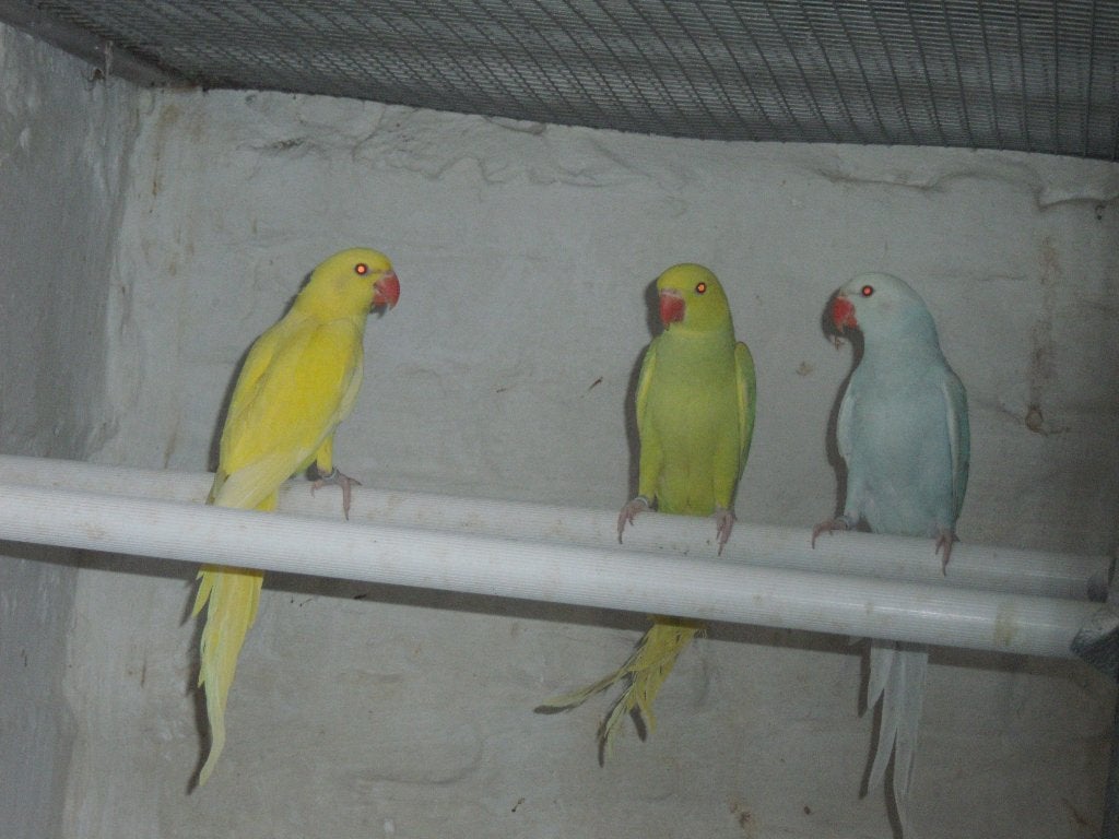 3 halsband parkieten, Bagué