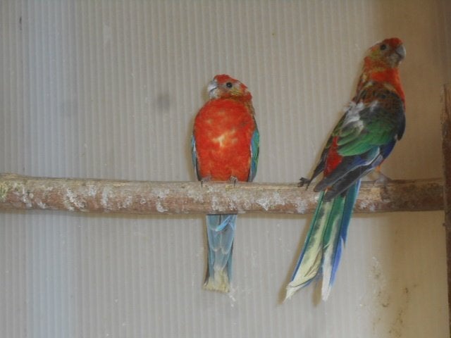 stanley rosella 2026, Plusieurs animaux, Perruche, Bagué