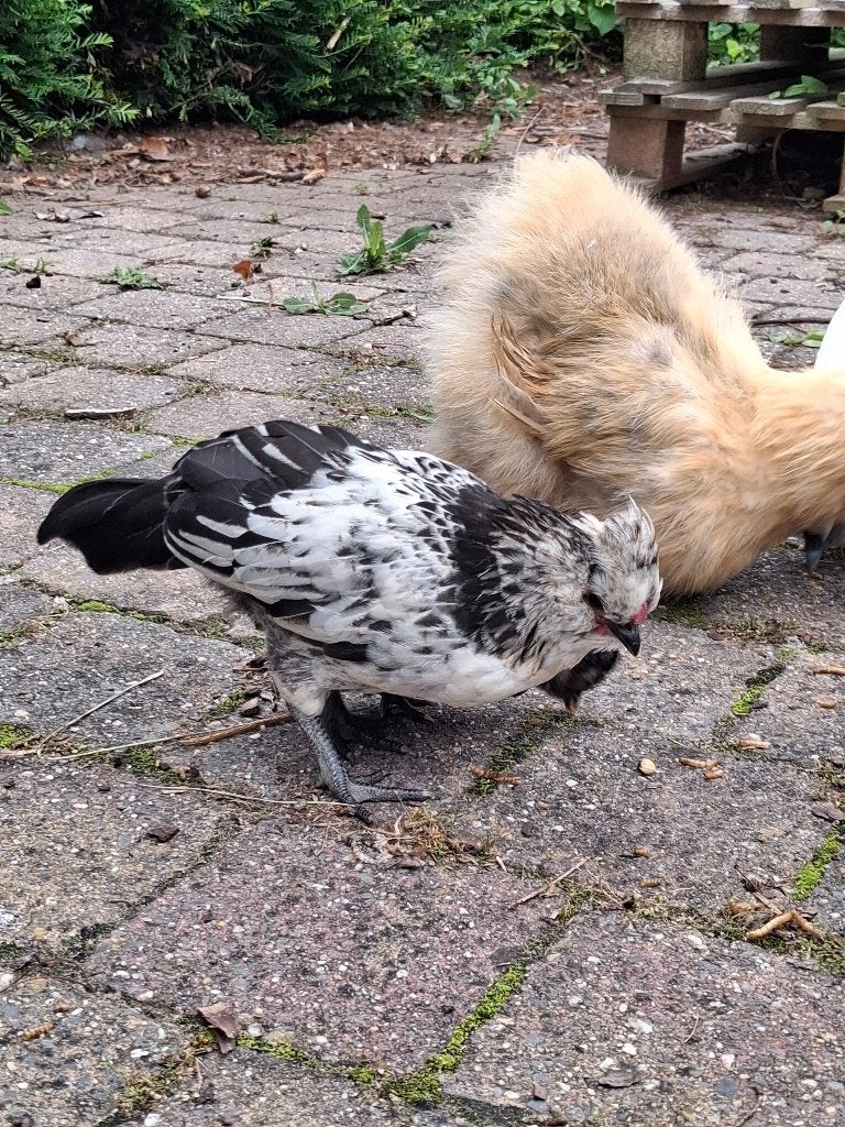 Watermaalse baardkriel haan, Mâle, Poule ou poulet