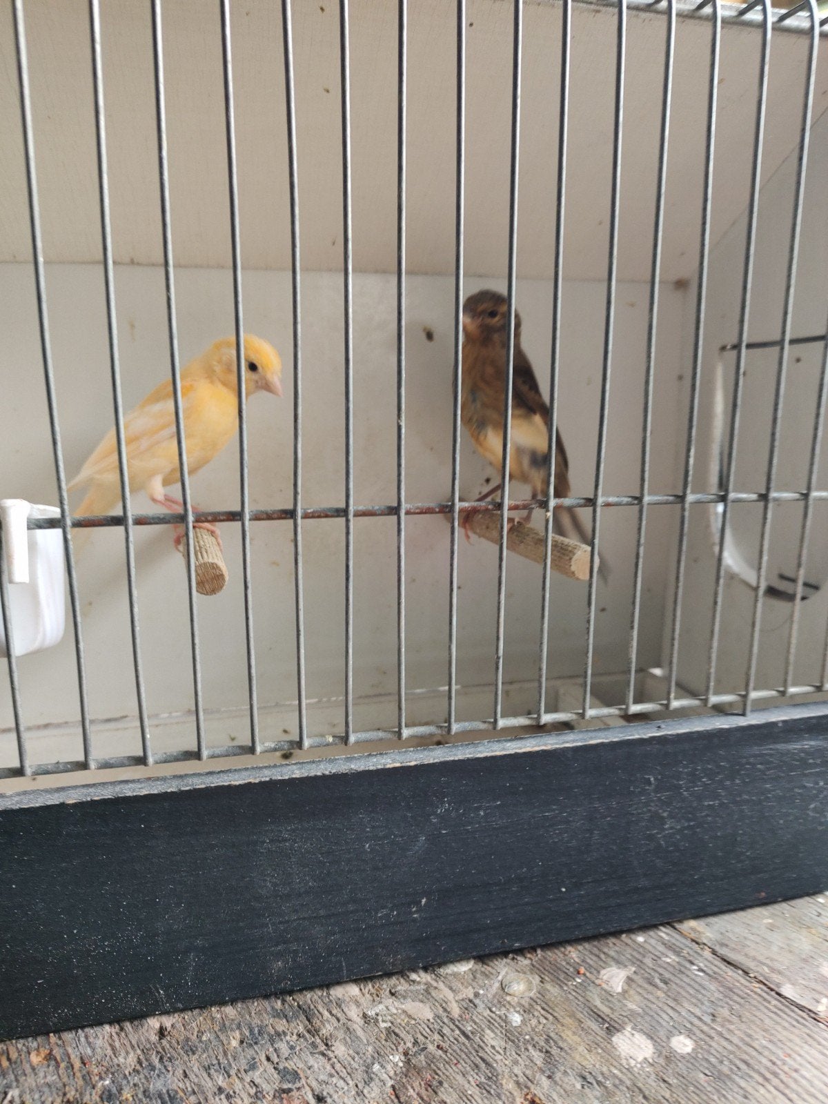 Kanaries, Dieren en Toebehoren