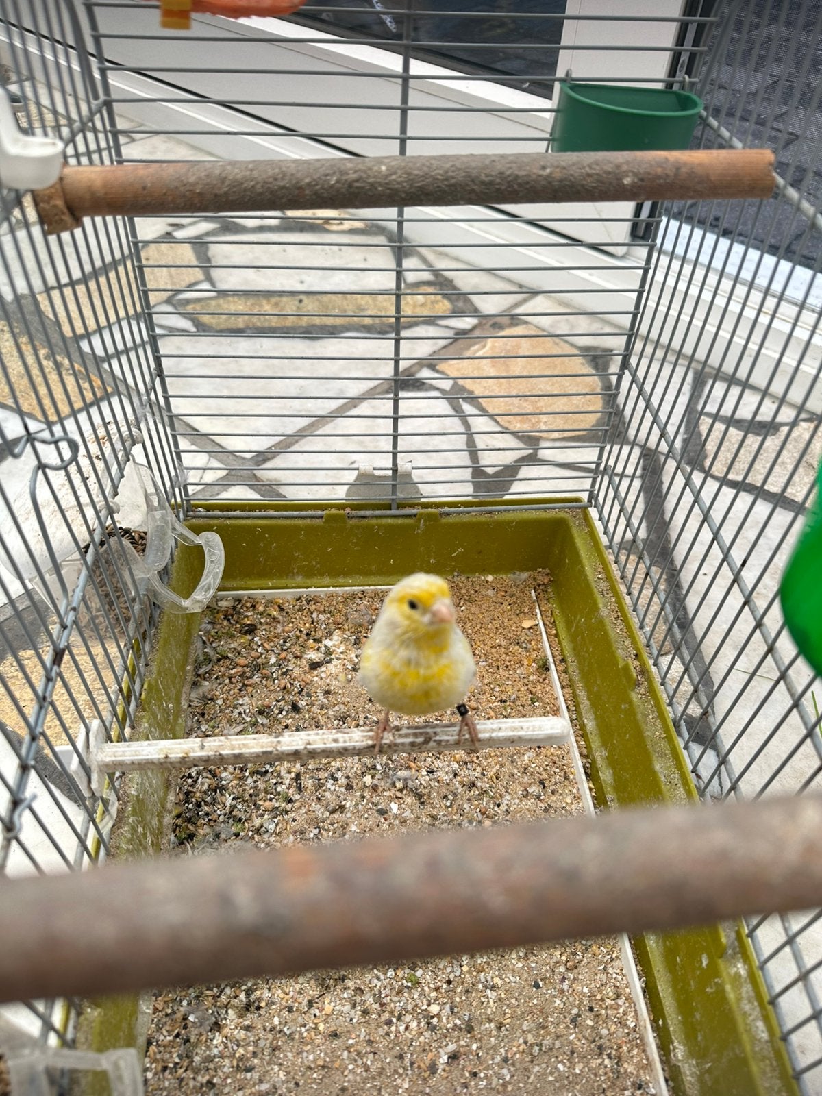 Kanarie 2024 man, Dieren en Toebehoren, Mannelijk, Kleurkanarie