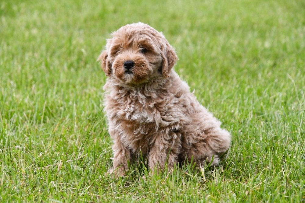 Chiot Maltipoo à vendre (mâle) - Les parents sont présents