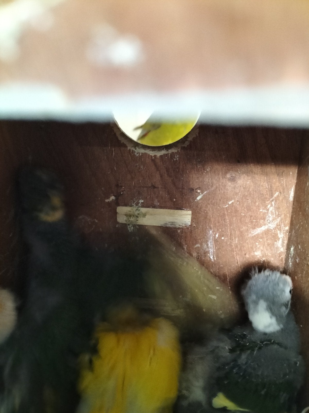 4 jonge kakarikis voor handopfok, geringd .20€/stuk, Animaux & Accessoires, Bagué