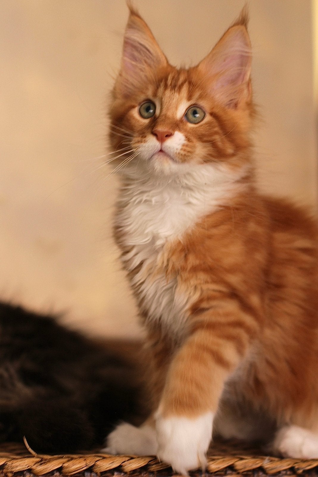 Maine Coon kittens: officiële stamboom, kampioensbloedlijnen, Plusieurs animaux, Avec pedigree, 0 à 2 ans