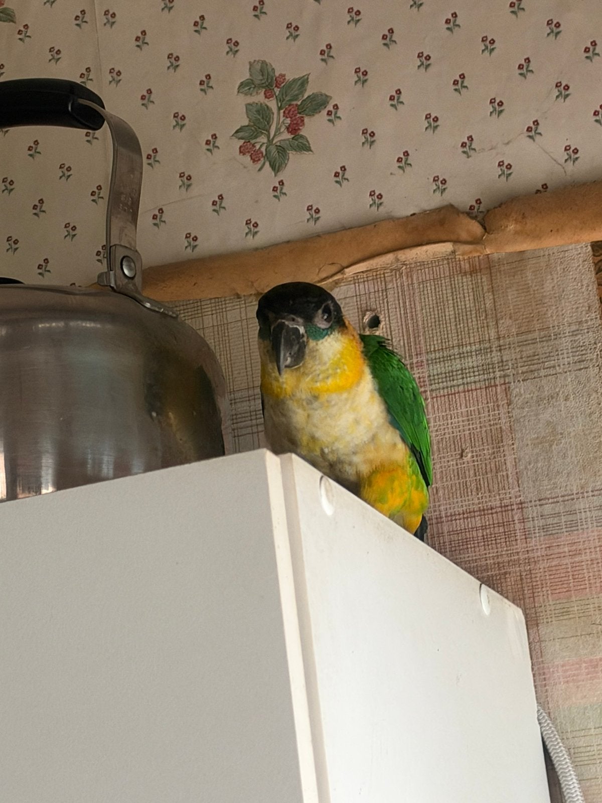 Cage perroquet caique 5 mois, Animaux & Accessoires, Enlèvement
