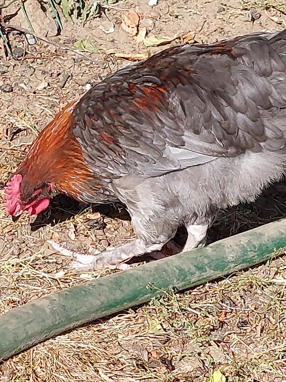 koperhals marans hanen, gevaccineerd, Mâle, Poule ou poulet