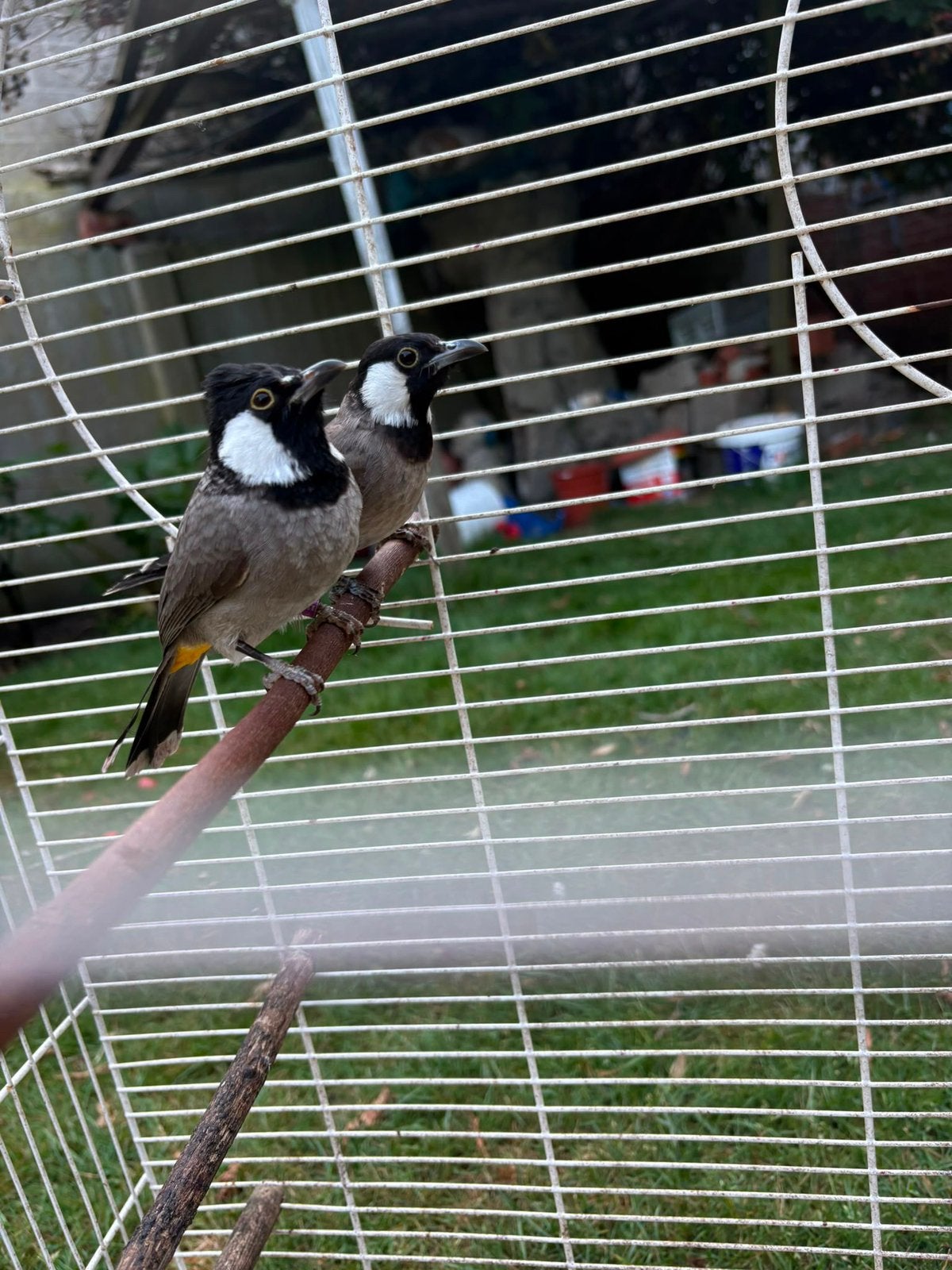 buulbuul, Meerdere dieren, Wildzangvogel, Geringd