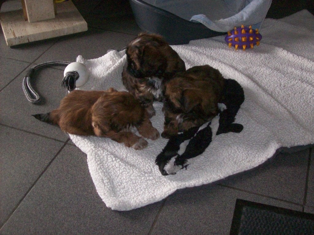 shih tzu pups tricolor, Dieren en Toebehoren, België, Particulier, Overige rassen, 8 tot 15 weken
