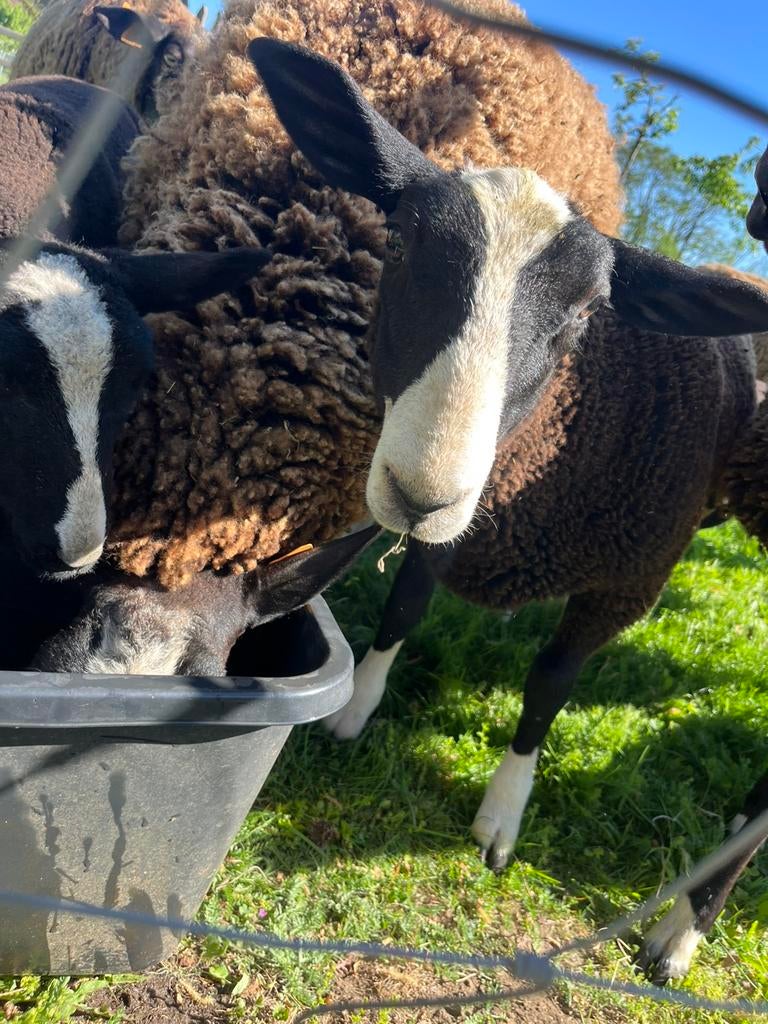 Zwartbles ooilammeren, Dieren en Toebehoren, Vrouwelijk, Schaap, 0 tot 2 jaar