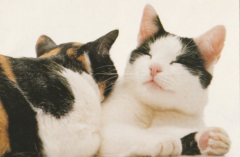 KATTEN  GENIETEN, Collections, Cartes postales | Animaux, Envoi, 1980 à nos jours, Affranchie, Chien ou Chat