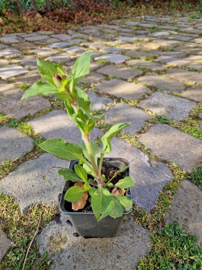 Dagkoekoeksbloem, inheems, Tuin en Terras, Ophalen