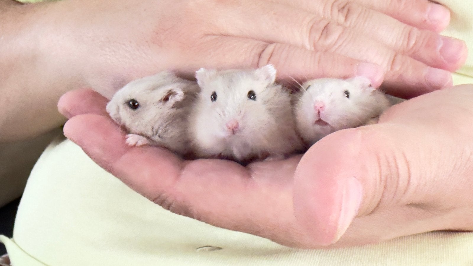 Hamster nain russe très apprivoiser, Animaux & Accessoires, Hamster, Août, Domestique, Sexe inconnu