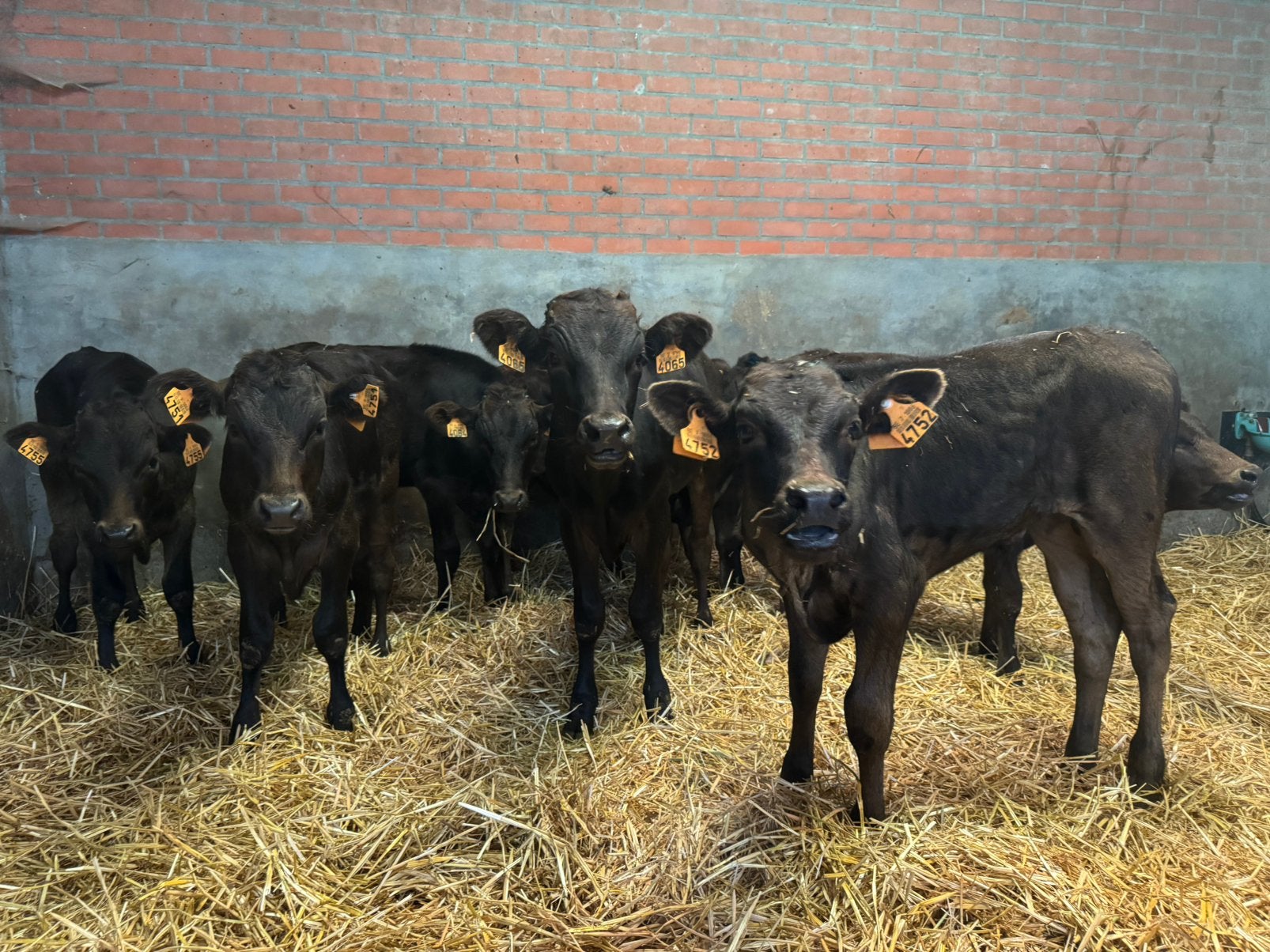 Wagyu vaarzen en stiertjes geboren 2026, Animaux & Accessoires, Bovins