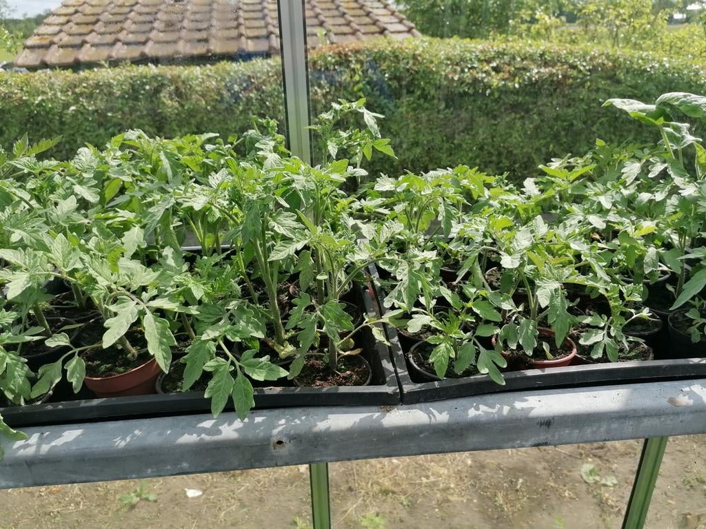 Plantes des tomates, Enlèvement