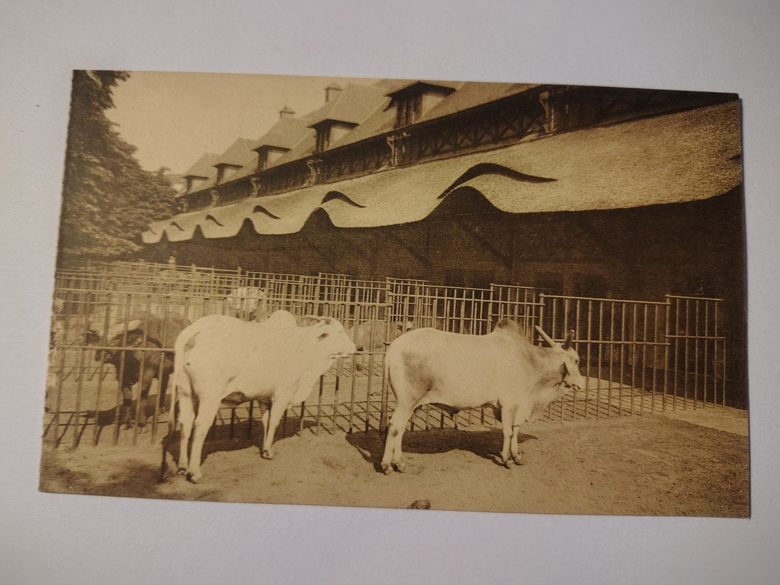 Zébus indien du zoo d'Anvers, Collections, Cartes postales | Belgique, Anvers, Enlèvement ou Envoi