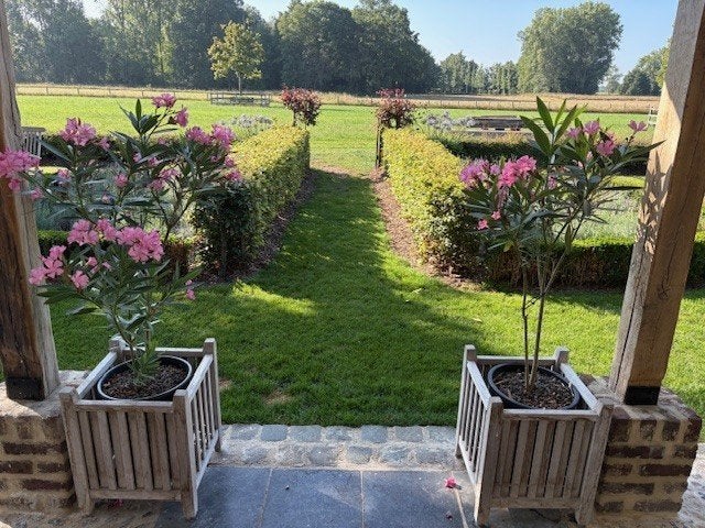 Laurier rose, Autres espèces, Plein soleil, Été, Enlèvement