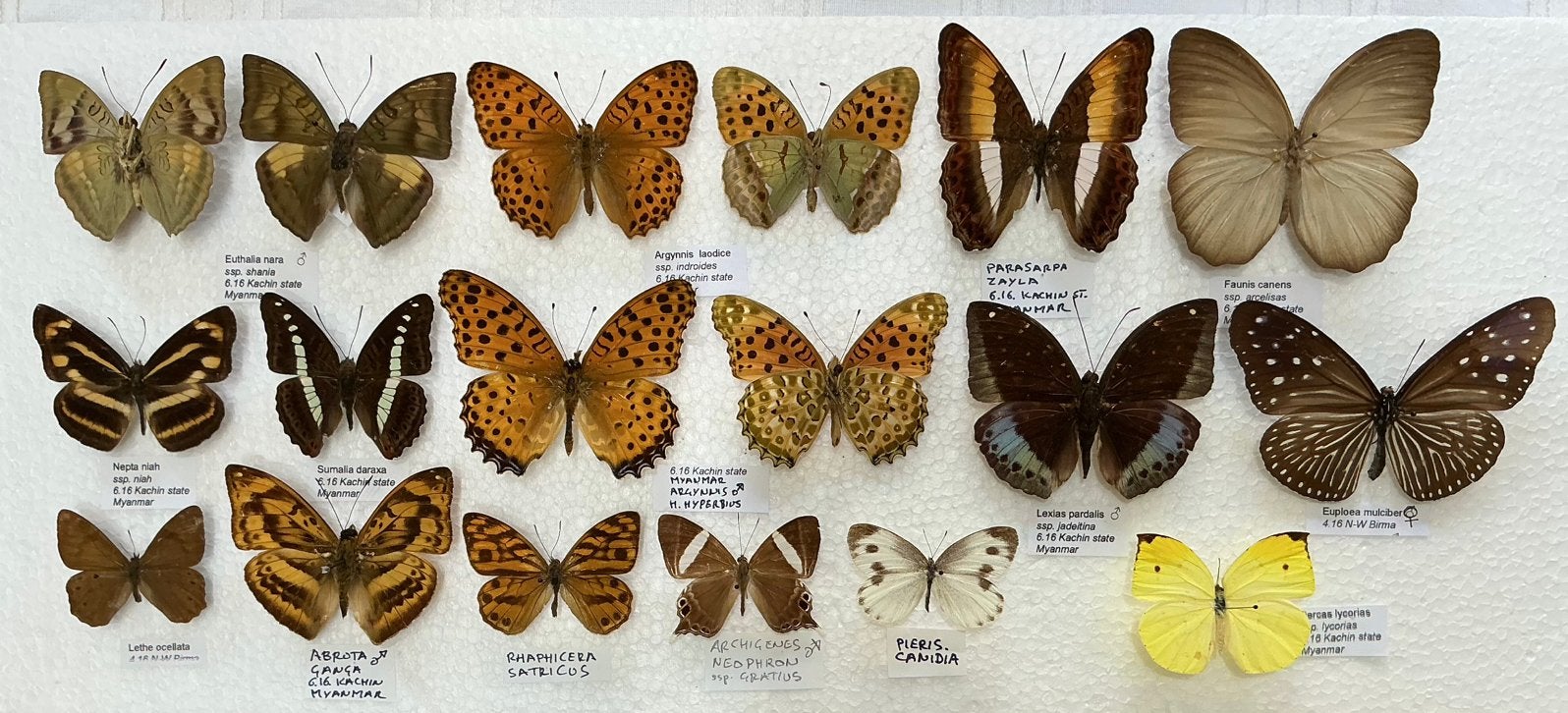 Collectie VLINDERS uit MYANMAR, Verzamelen, Dierenverzamelingen, Ophalen