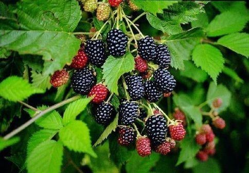Planten Braambessen, Tuin en Terras, Planten | Tuinplanten, Ophalen, Volle zon, Vaste plant, Zomer
