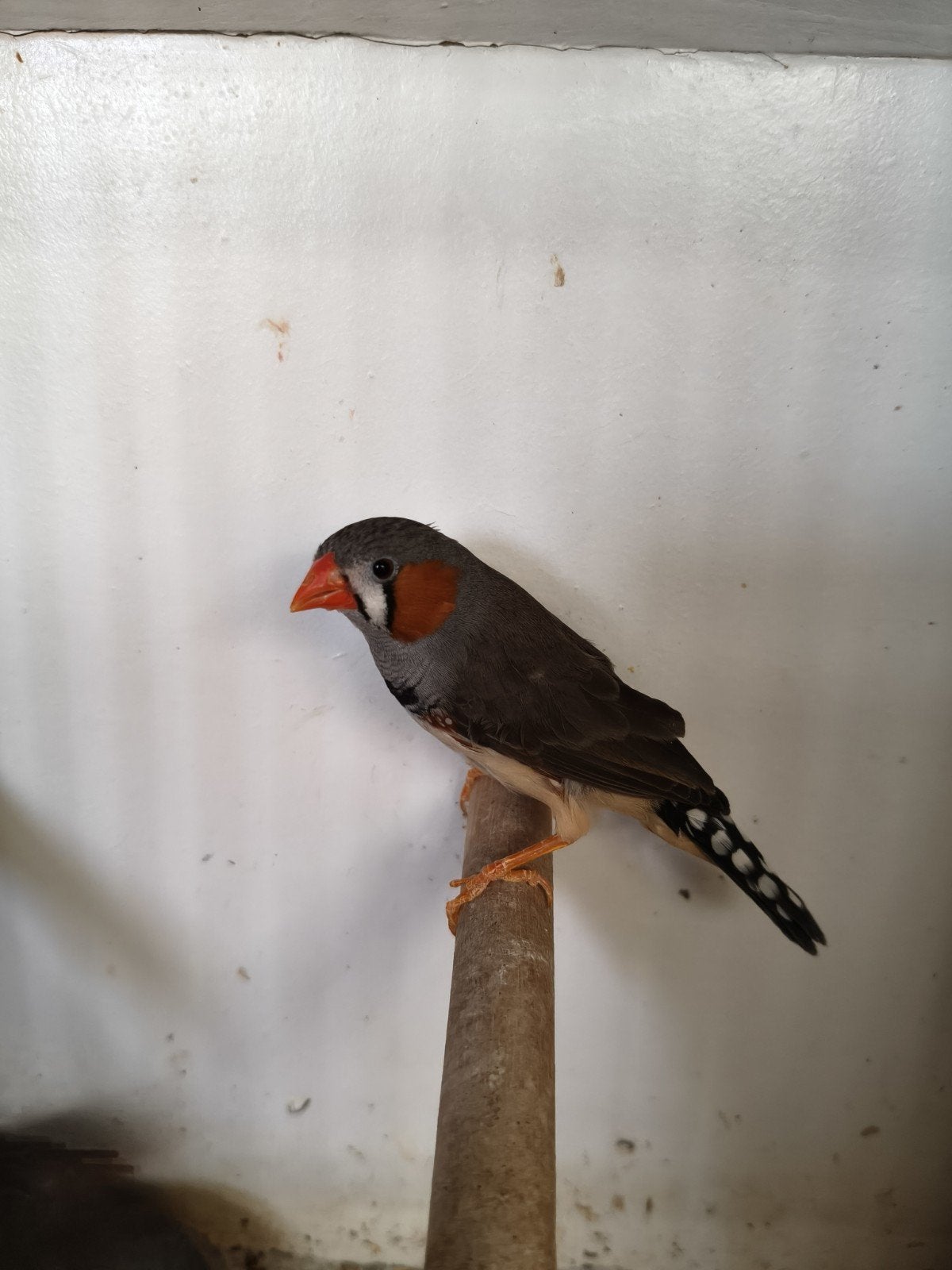 Timor zebravinken, Meerdere dieren, Tropenvogel, Geringd