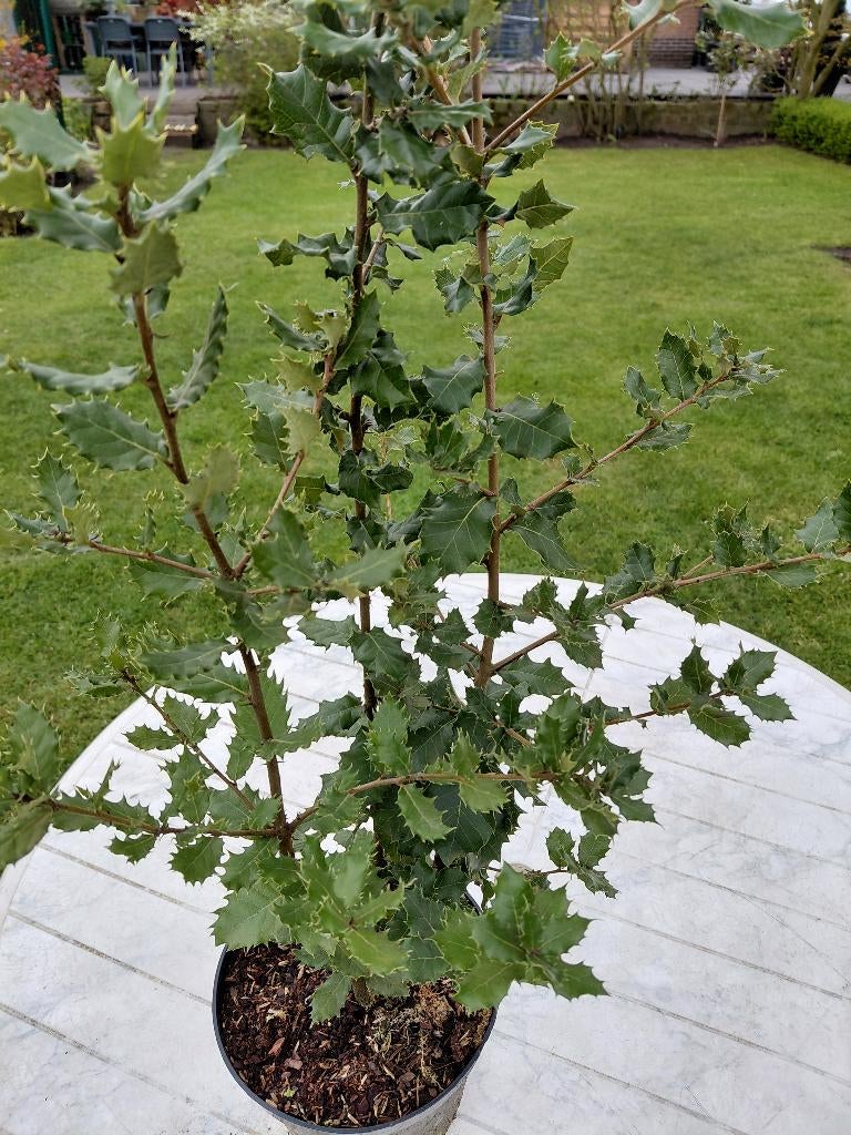 Querqus Ilex, Tuin en Terras, Ophalen