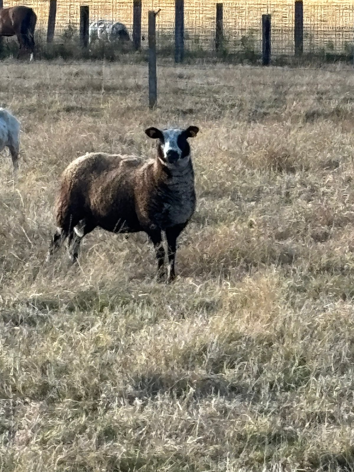 Bonte moeder te koop, Vrouwelijk, Schaap, 0 tot 2 jaar