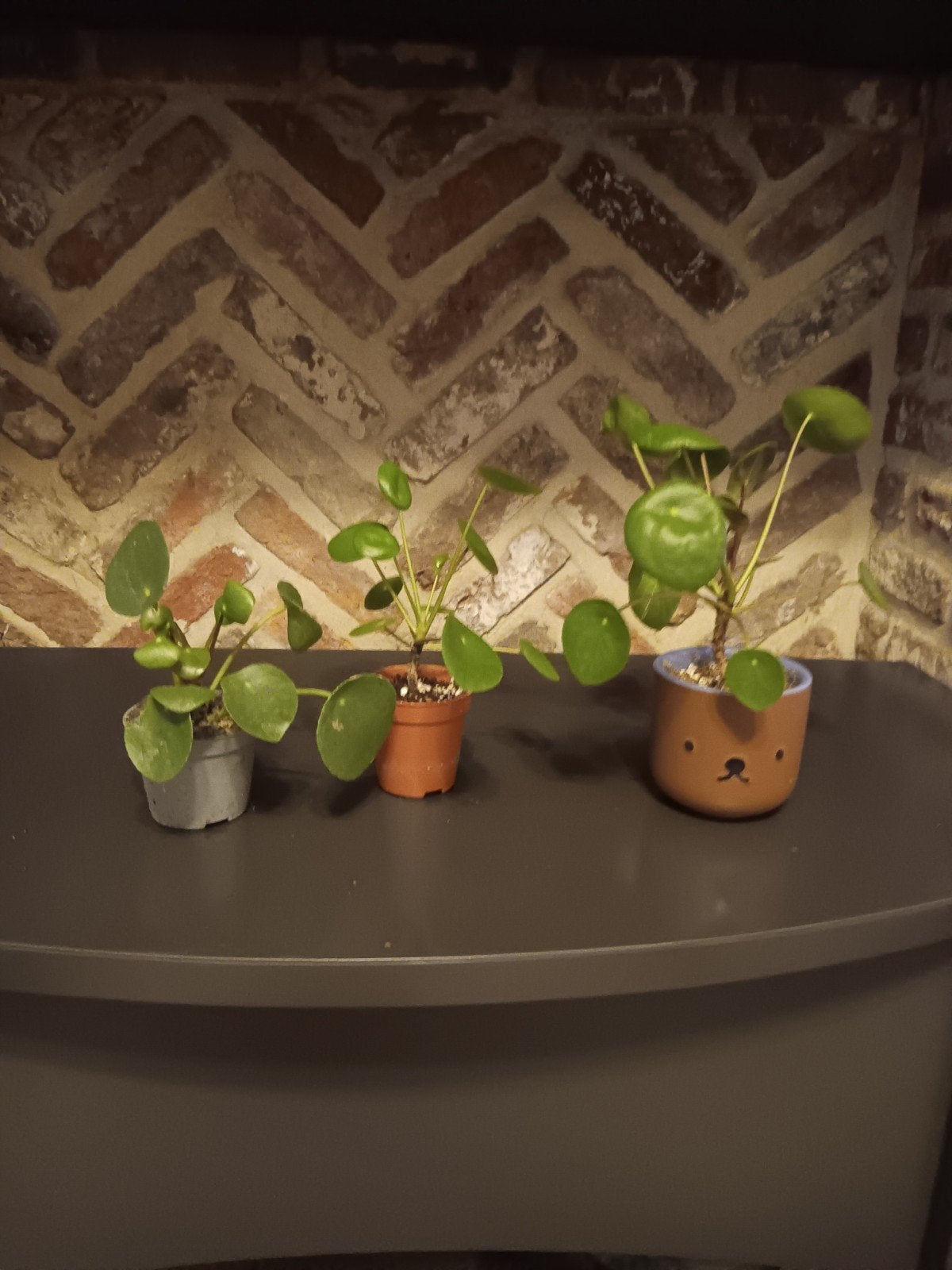 Kleine pannenkoeken plantjes, Maison & Meubles, Plantes d'intérieur, Autres espèces, Plein soleil, Moins de 100 cm, Enlèvement