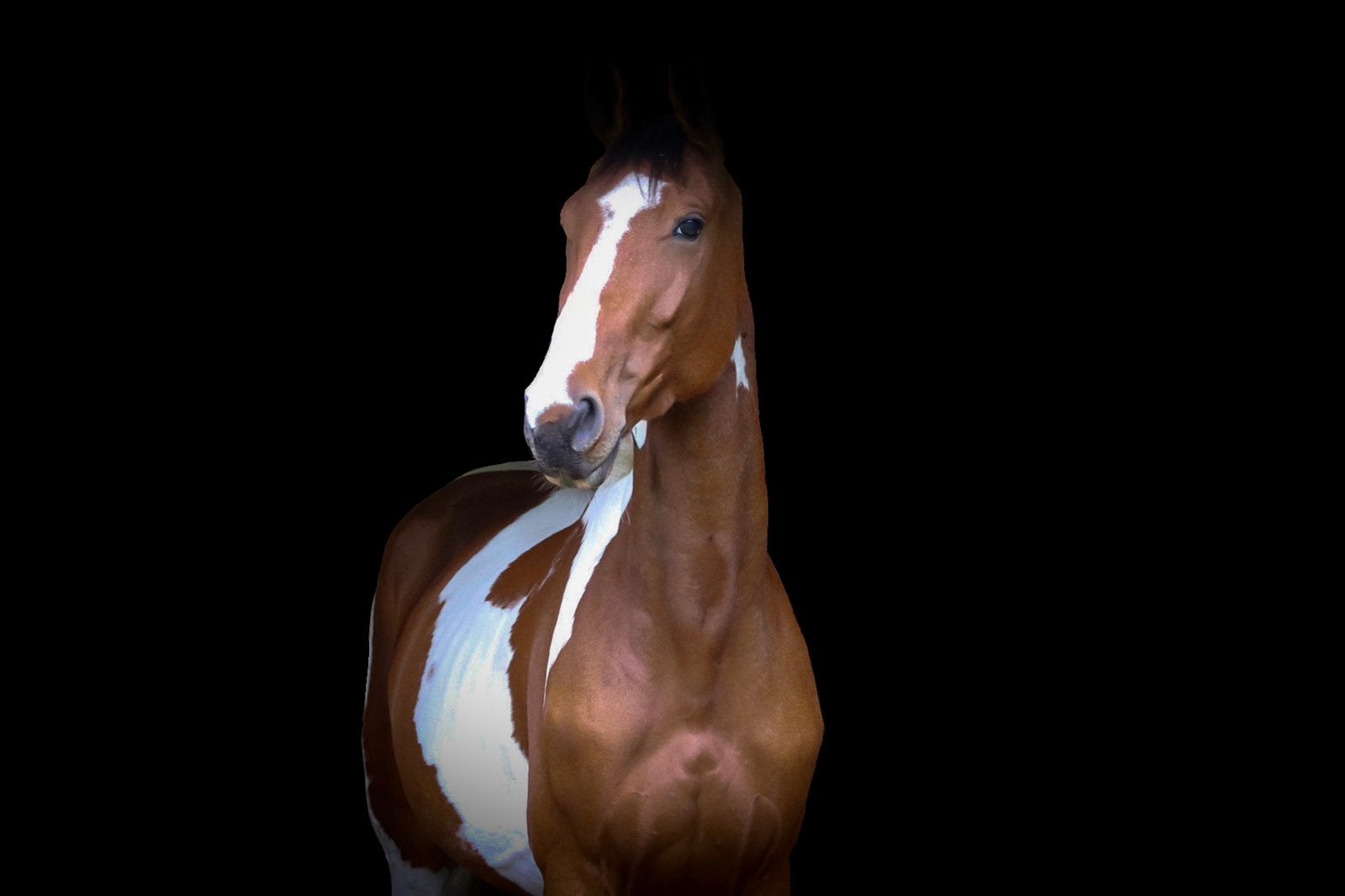 Springpaard te koop, Hongre, 165 à 170 cm, Ne s'applique pas, Cheval de saut