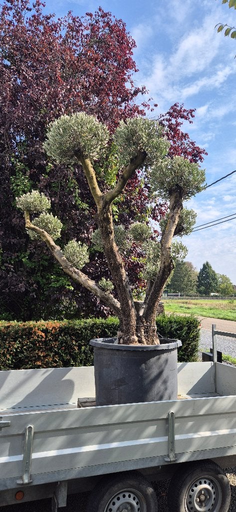 olijfboom, Jardin & Terrasse, En pot, Ne fleurit pas, Plein soleil, 250 à 400 cm