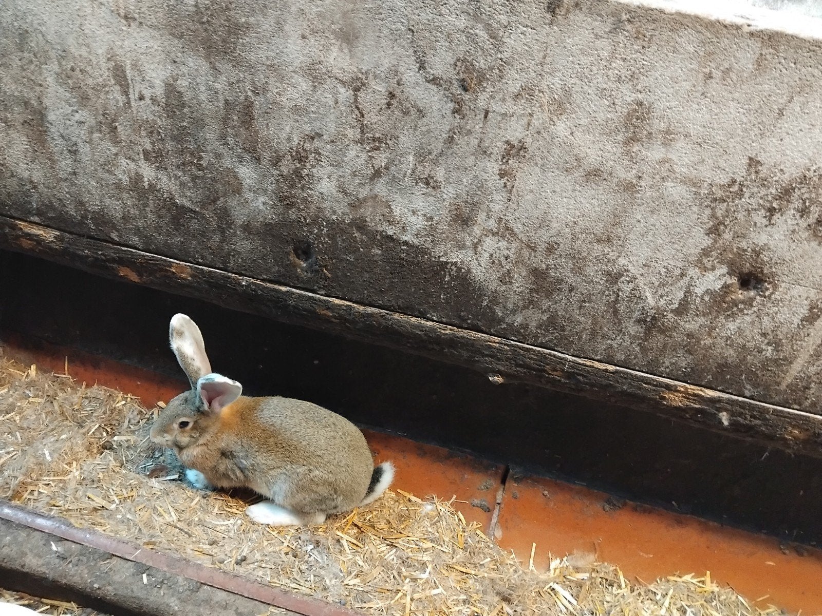 infirmières pour jeunes lapins, Animaux & Accessoires, Lapins