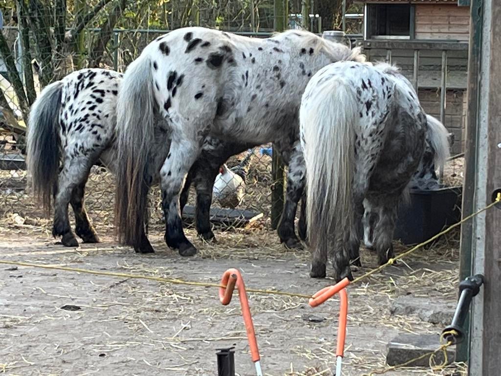Ggk nmprs appaloosa dekhengst, Hengst