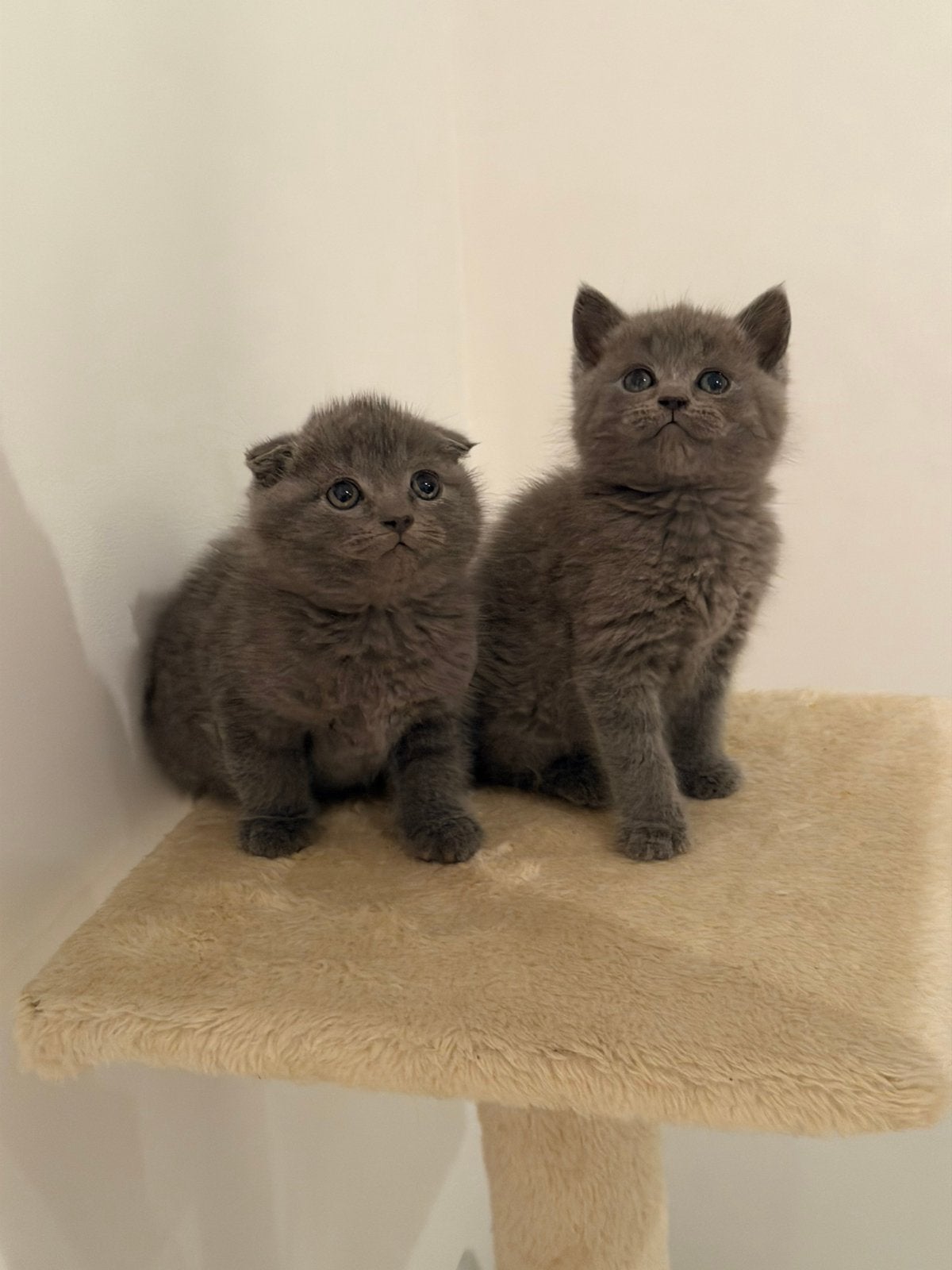 Britse korthaar, Poes, Ontwormd, 0 tot 2 jaar