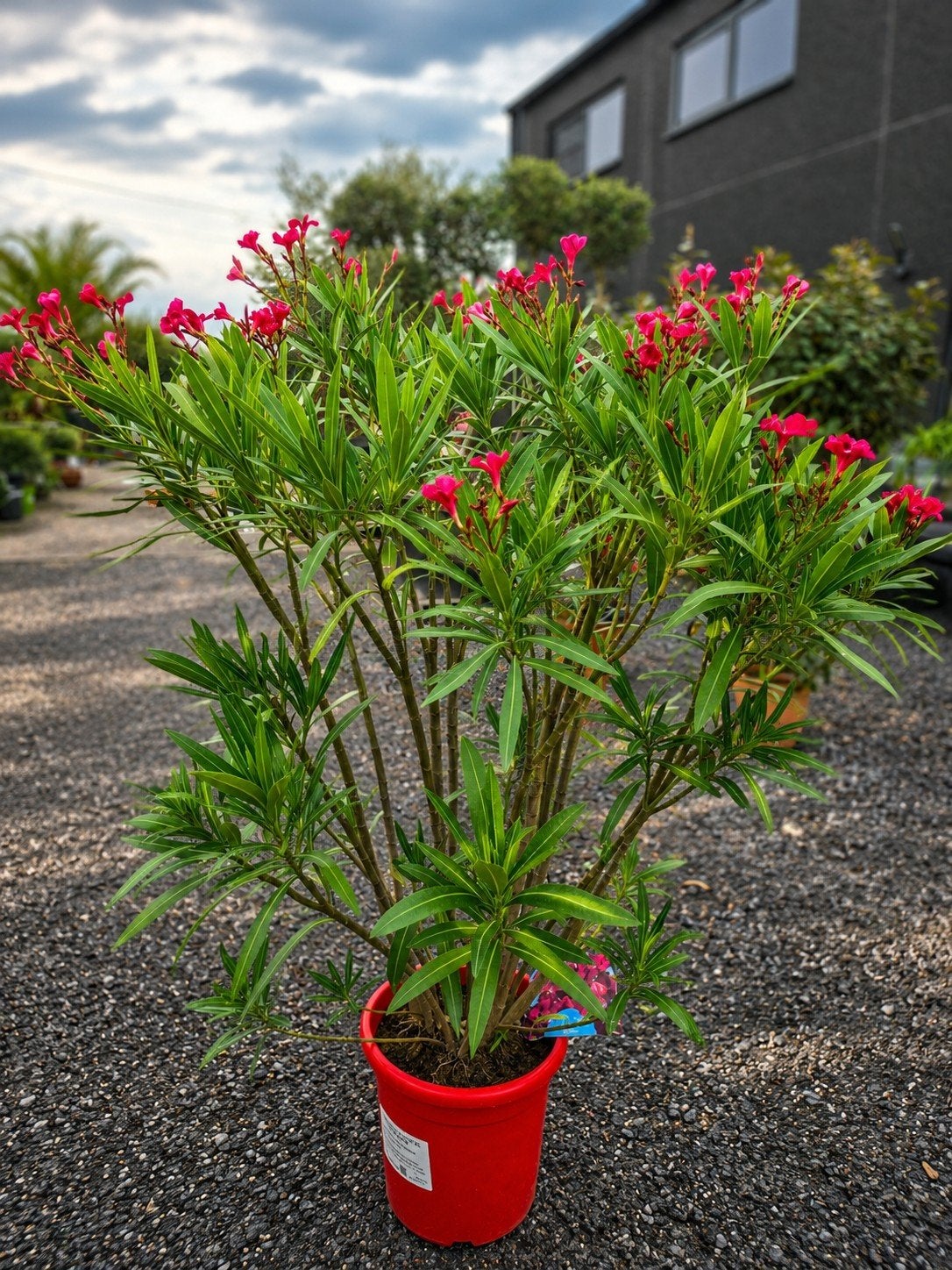 Nerium Oleander, Ophalen